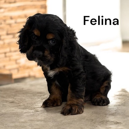 puppy, for, sale, Cocker Spaniel, Joe & Cherri  Overlease, dog, breeder, Miller, MO, dog-breeder, puppy-for-sale, forsale, nearby, find, puppyfind, locator, puppylocator, aca